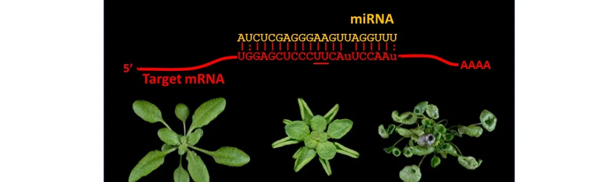 A diagram showing the interaction between microRNA and target mRNA, with images of different growth stages of a plant.