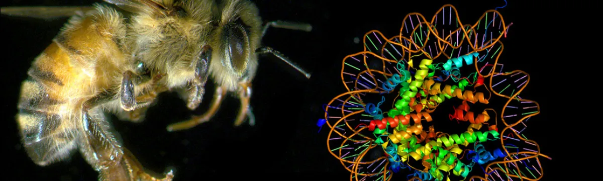A close-up of a bee on the left and a colorful 3D model of a molecular structure on the right.