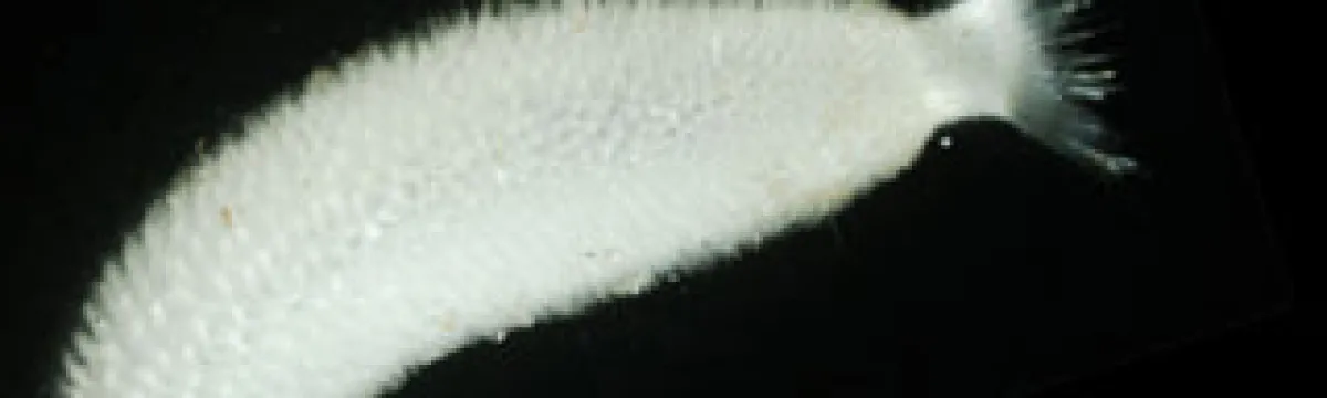A white, tadpole-shaped marine organism displayed against a dark background.