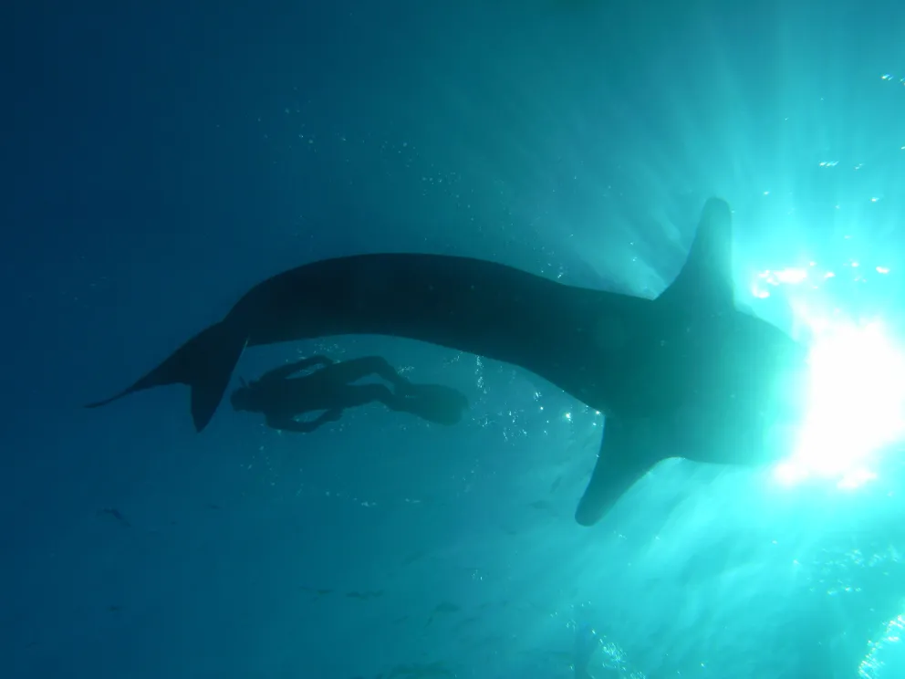 RSB Newsletter/Ana Sequeira with whale sharks