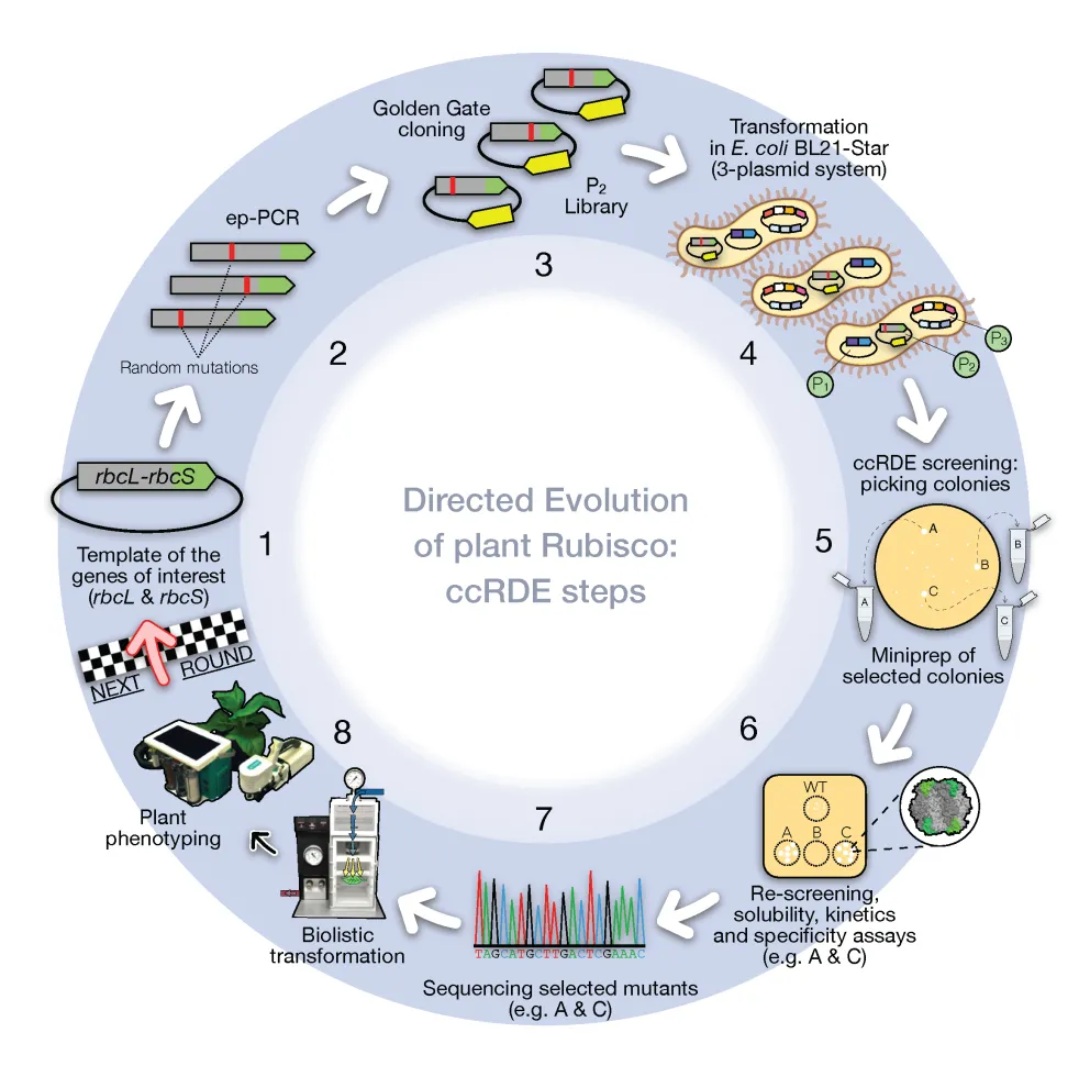 Figure 1D/RSB Newsletter