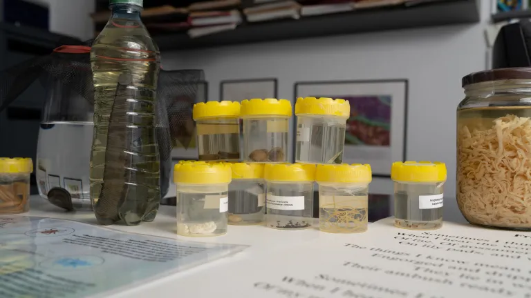 BSB Seminars - parasite specimens