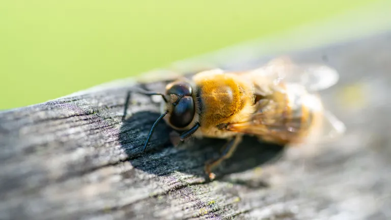 Bee