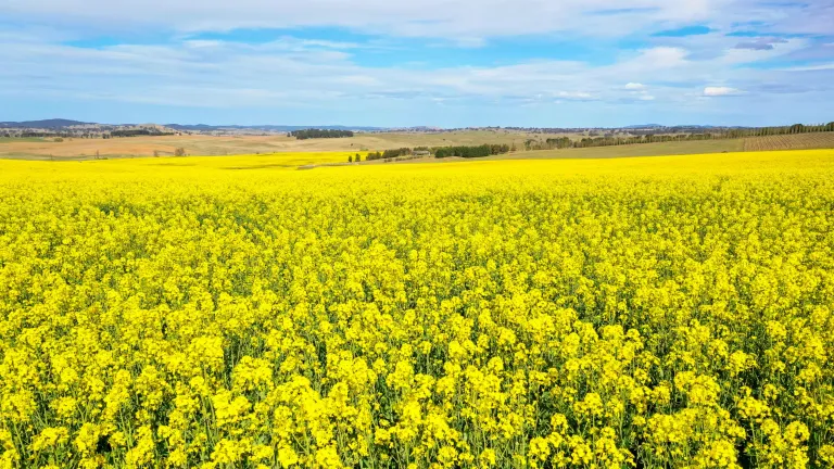 Canola crops