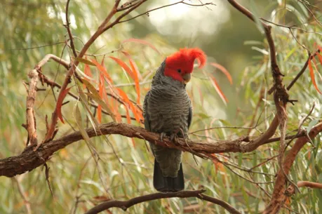 Observing Gang Gang Cockatoos, photo by Lily Tapp
