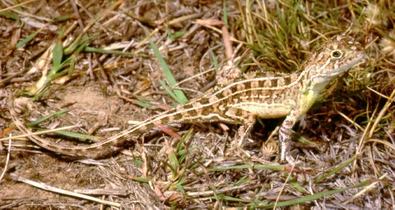 Grassland Earless Dragon - Paul Cooper/ANU