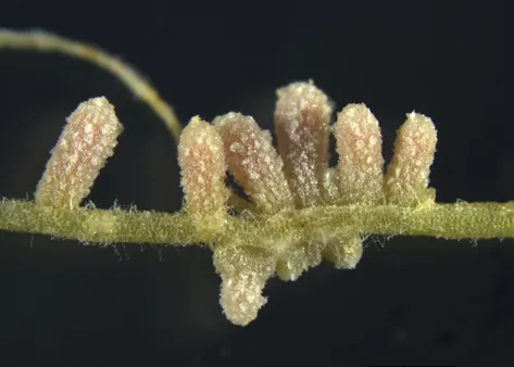 Nodules