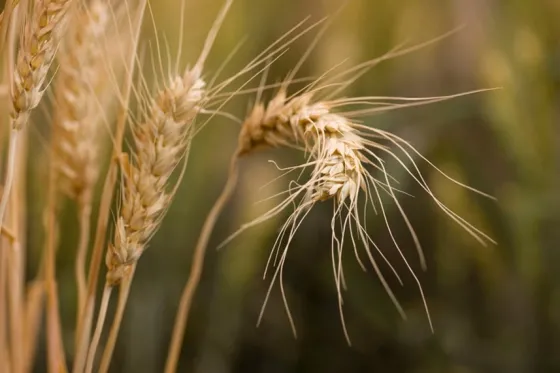 Wheat Fields
