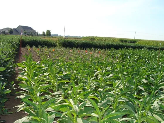 Crops