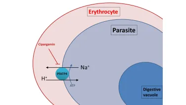 Diagram showing the interaction of the drug cipargamin with a malaria parasite inside an erythrocyte, highlighting the PfATP4 protein and the exchange of Na+ and H+ ions.