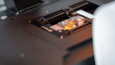 Slide under a microscope