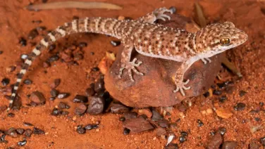 Gecko on a rock