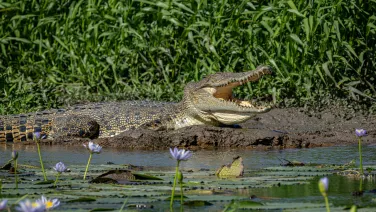 Content crocodile resting on the shoreline