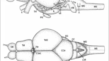 Two scientific illustrations of a brain with labeled parts displaying different angles for comparative study.