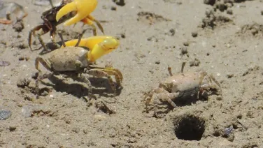 Two crabs, one yellow and one light brown, on sandy soil near a small hole.