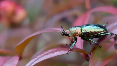 Christmas beetle