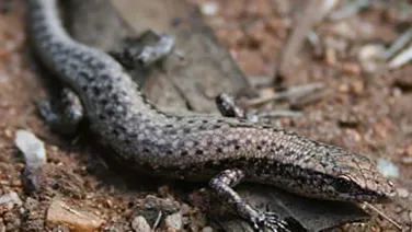 A close-up photo of a small, speckled lizard on a dry, rocky ground.