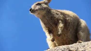 A rock hyrax sits perched on a rocky outcrop against a clear blue sky.