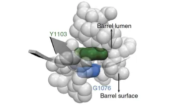 3D molecular model highlighting key amino acids in a protein structure, with annotations for the barrel lumen and surface.