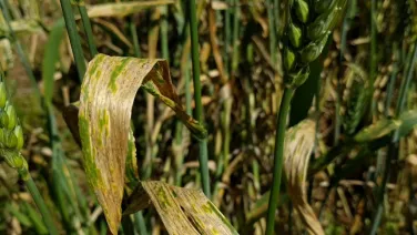 Close-up of wheat stalks with some leaves showing signs of yellowing and damage.