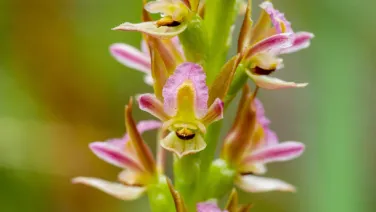 Close-up photo of a vibrant wild orchid with multiple pink and yellow blossoms.