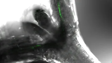 Confocal microscopy image of an Arabidopsis thaliana seedling with green fluorescent areas indicating the expression of FT-YFP in its tissues.