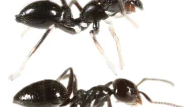 Close-up image of two ants, viewed from above against a white background.