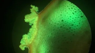 Close-up view of a leaf under a microscope showing detailed textures and patterns illuminated in green light.