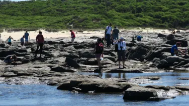 Kioloa fieldwork, students exploring the tidepools