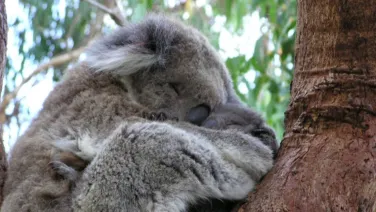 Koala holding a joey in a tree