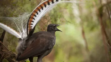 Male lyerbird singing (Image: Alex Maisey)