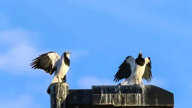 Magpie-lark pair duetting. Image: Pawel Rek