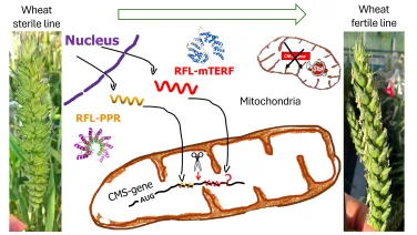 &quot;An educational diagram depicting the genetic differences between wheat sterile and fertile lines, with detailed illustrations of cellular components affecting fertility.&quot;