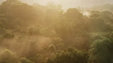 Rainforest canopy at dawn Image:Patrick Meir