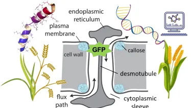 Diagram illustrating plant cell structure with labeled parts including cell wall, plasma membrane, and key molecules, alongside images of DNA, a computer model, and plants like wheat and corn.
