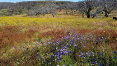 A vivid landscape featuring a field of yellow and purple wildflowers against a backdrop of burnt tree trunks under a clear blue sky.