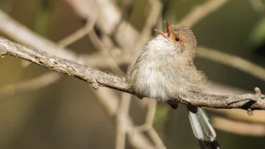 Female superb fairy-wren. Photo Andrew Haysom