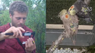 A man examines a small electronic device outdoors on the left, and three numbered cockatiel birds perch together on a branch on the right.