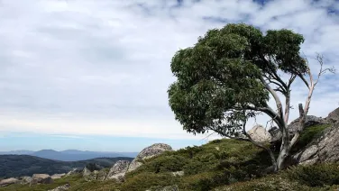 A solitary eucalyptus tree stands on rocky, high-altitude terrain against a sky dotted with clouds.