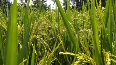 Photo by Andhika Y. Wigun