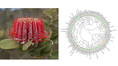 &quot;Left: A vibrant red Banksia flower with spiky blooms and green leaves; Right: A complex circular phylogenetic tree diagram with labels and color-coded points.&quot;
