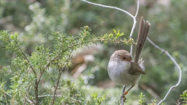 Fairy wren
