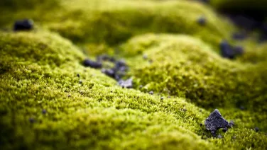 Close-up of vibrant green moss with scattered small stones.