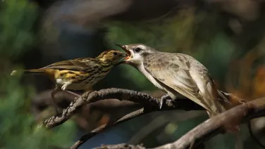 An adult bird feeds a chick perched on a branch in a natural setting.