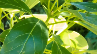 Close-up of bright green sunlit leaves, showcasing distinct leaf veins and vibrant color contrasts.