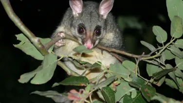 A possom on a tree