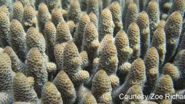 A close-up view of densely packed coral polyps exhibiting intricate, honeycomb-like textures underwater.