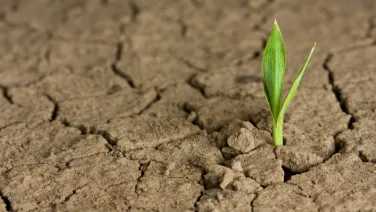 A single green shoot sprouting from a cracked, dry soil.