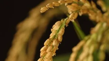 Close-up image of ripe rice stalks with grains ready for harvest.