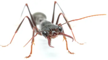 Close-up image of an ant facing the camera, isolated on a white background.